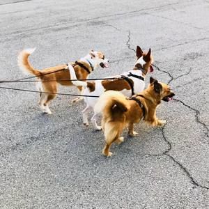 Meet your Posher, Danae